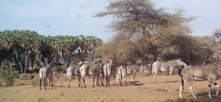 Grevy’s Zebra in Crisis