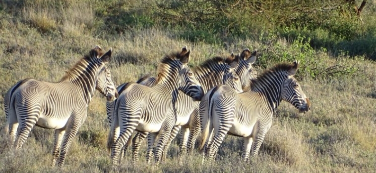 Protecting the Endangered Grevy’s Zebra in Remote Northern Kenya
