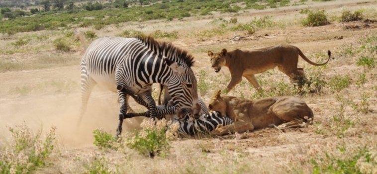A Grevy’s zebra mother tries to save her foal in vain