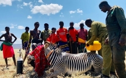 Collaring Grevy’s Zebra in Northern Kenya