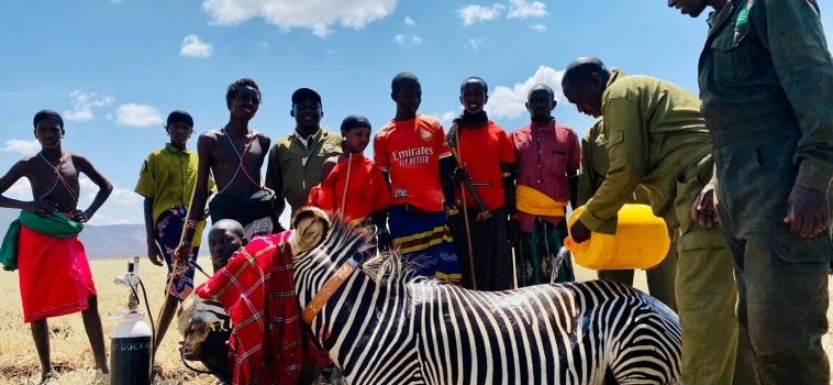 Collaring Grevy’s Zebra in Northern Kenya