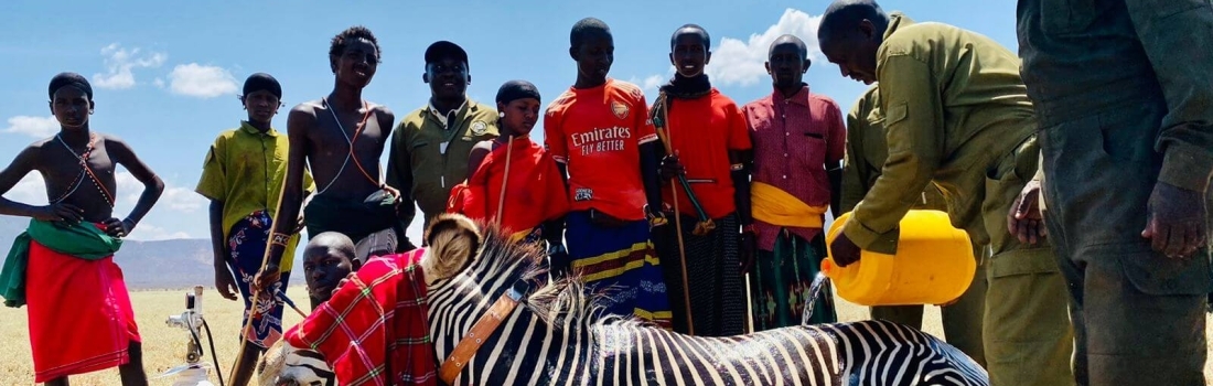 Collaring Grevy’s Zebra in Northern Kenya