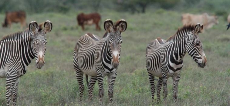 Historic Grevy’s Zebra Disease Strategy Workshop