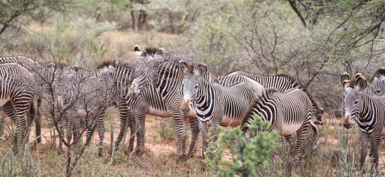 The Grevy’s Zebra Scout Program expands to Kipsing!