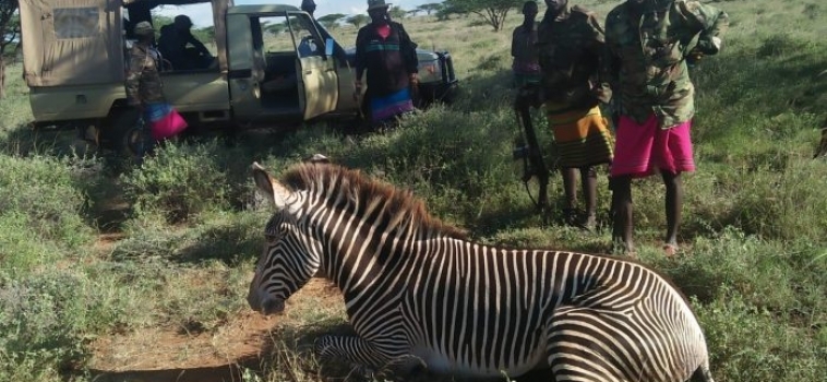 The love for Grevy’s zebra