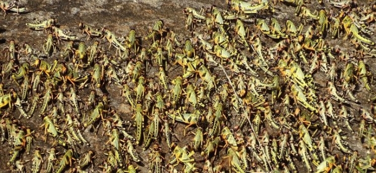 Desert Locusts Descend on Northern Kenya